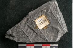 Foto (Detailansicht) von Senftenbergia crenata Lindl. et H. (NHMW-GEO-2024-0188-10938)